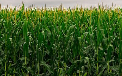 What Are The Benefits Of Sodium Molybdate