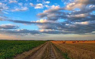 What Do You Use Calcium Nitrate for