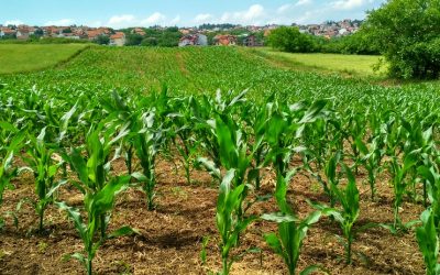 What is Phosphorus Used for